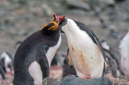 Image of Macaroni Penguin