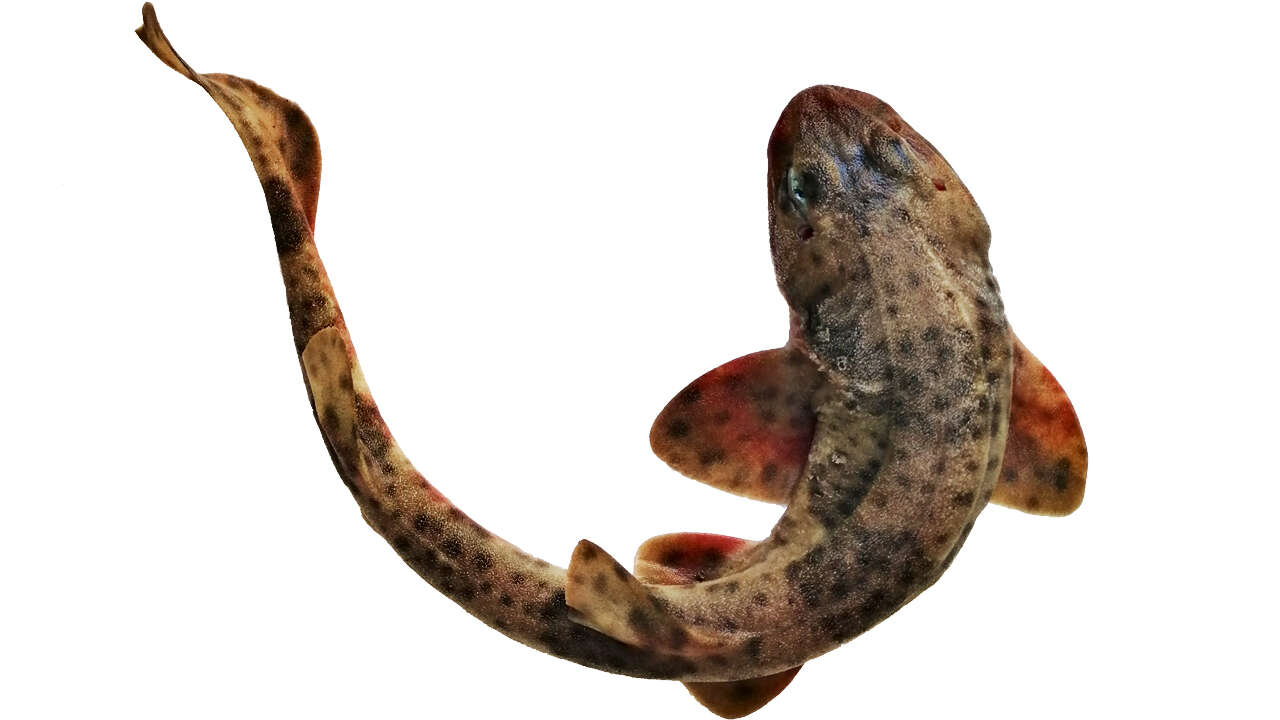Слика од Schroederichthys chilensis (Guichenot 1848)