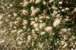 Image of harestail grass