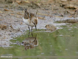 Imagem de Calidris minuta (Leisler 1812)