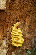 Image of Bracket Fungus