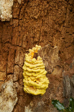 Image of Bracket Fungus