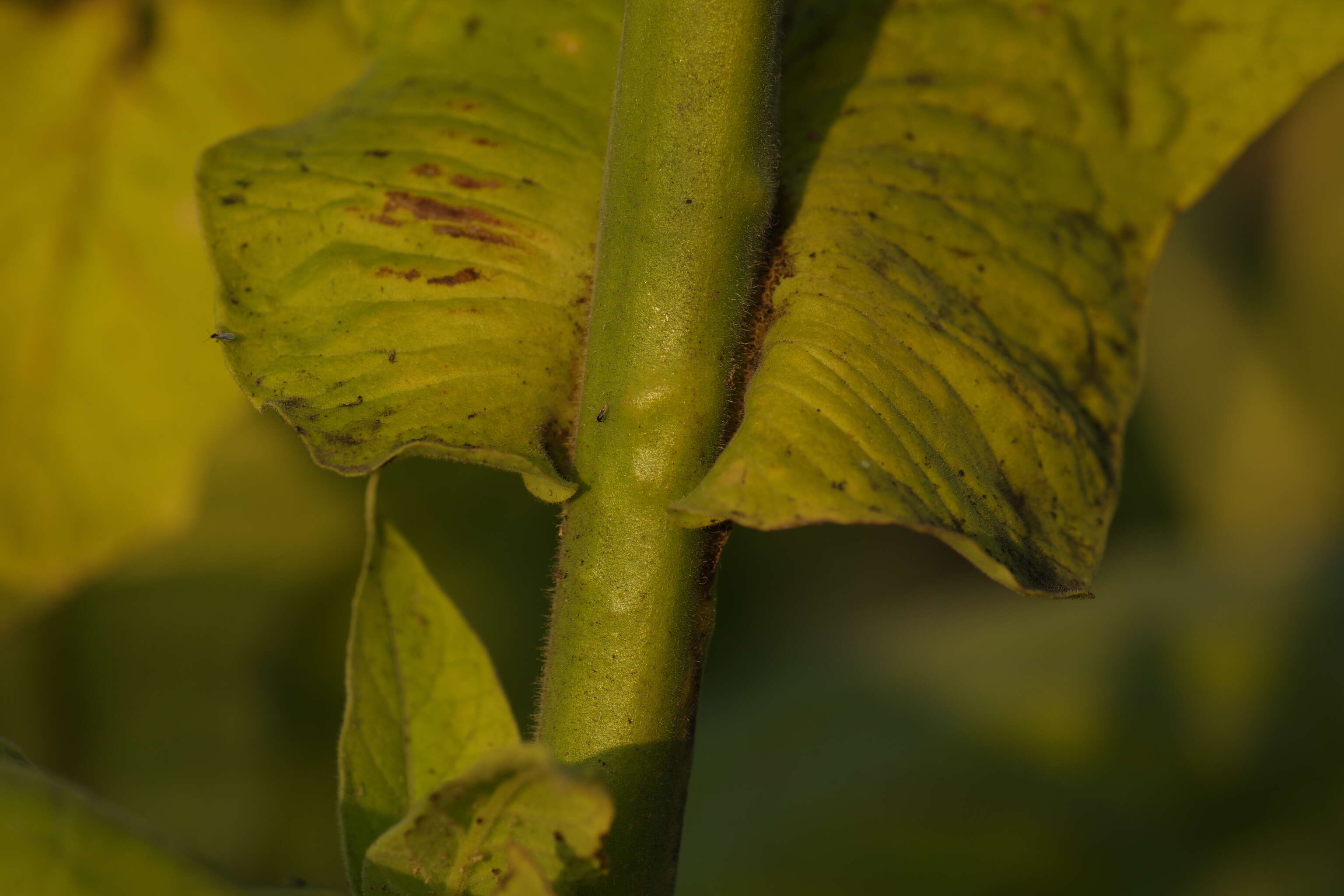 Image of cultivated tobacco