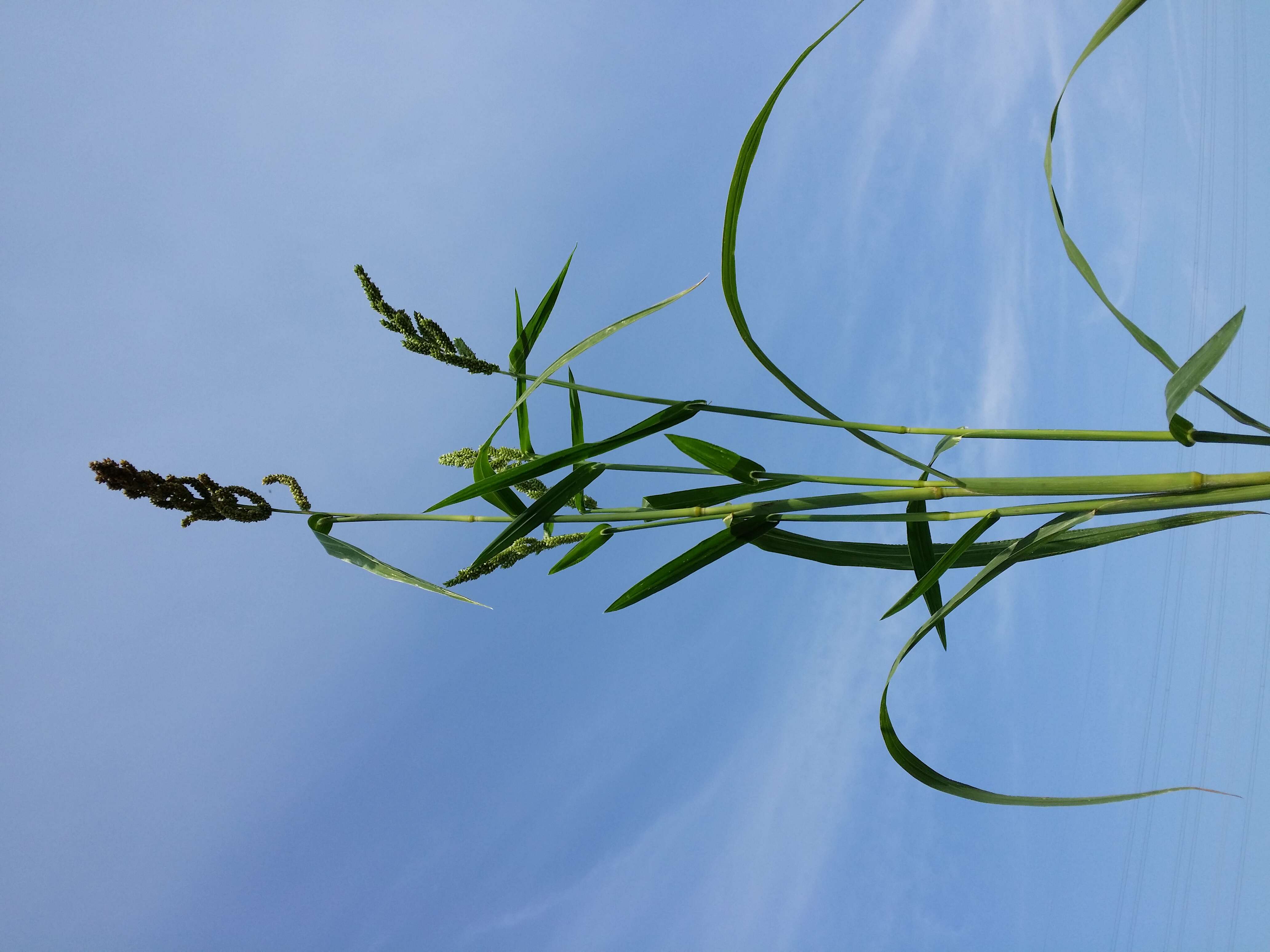 Image of Japanese millet