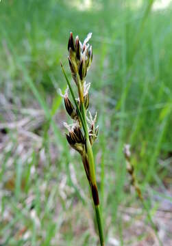 Juncus squarrosus L. resmi