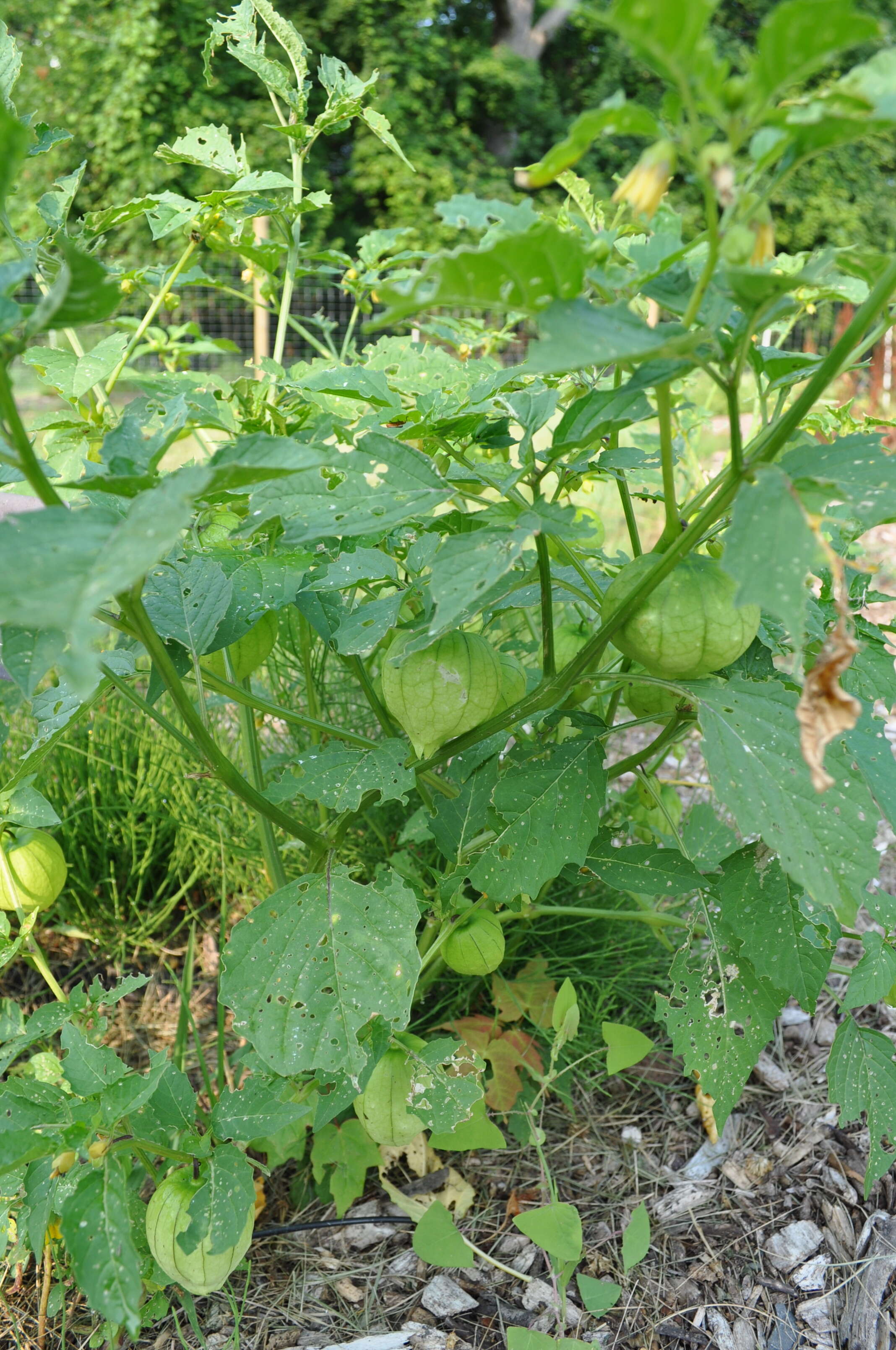 Physalis longifolia Nutt. resmi