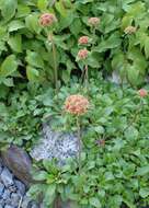 Image of sulphur-flower buckwheat