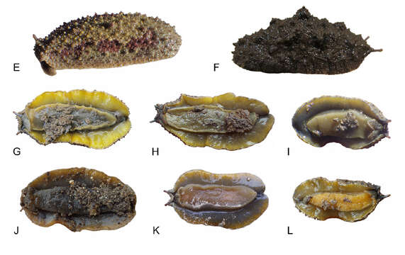 Paromoionchis tumidus (C. Semper 1880)的圖片