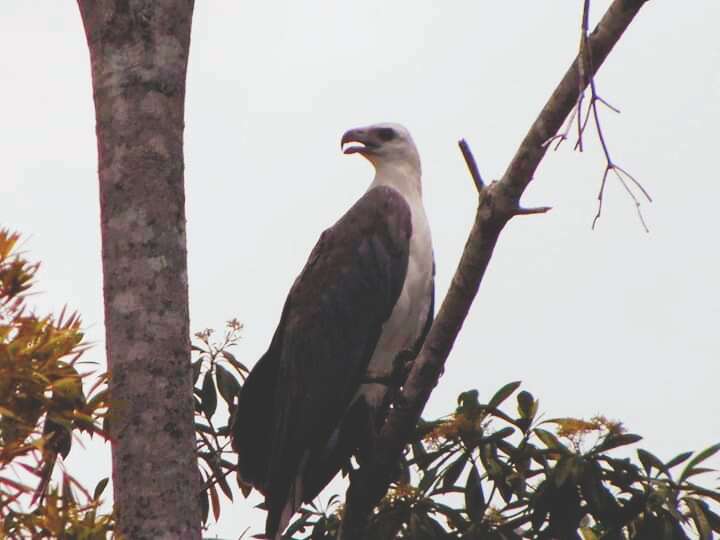 Image of White-bellied Sea Eagle