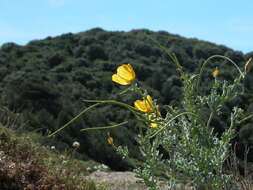 Image of Yellow Horned Poppy