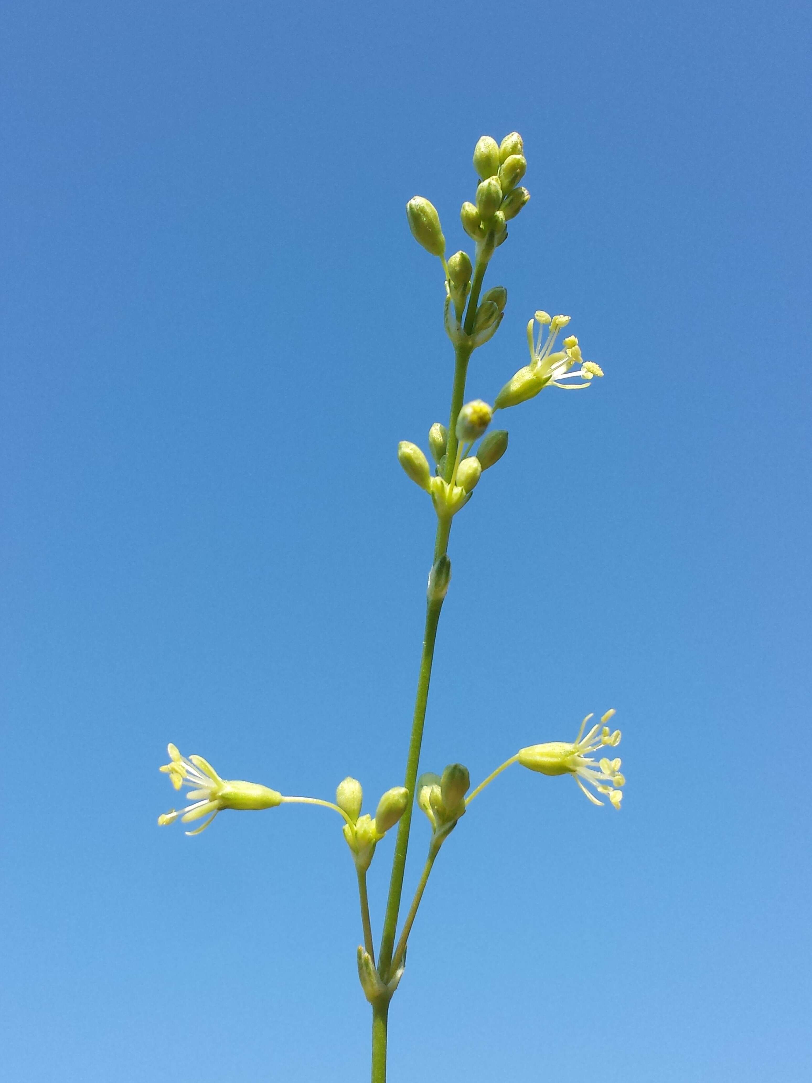 Silene otites (L.) Wibel resmi