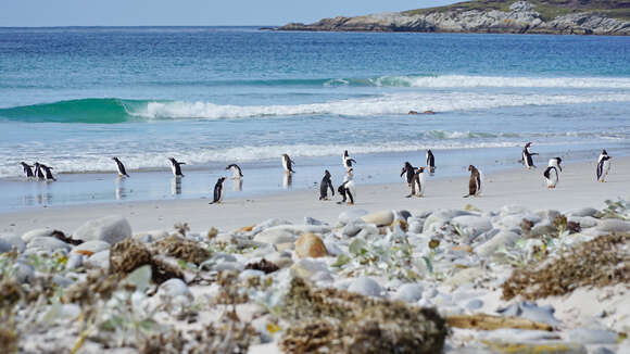 Image of Gentoo Penguin