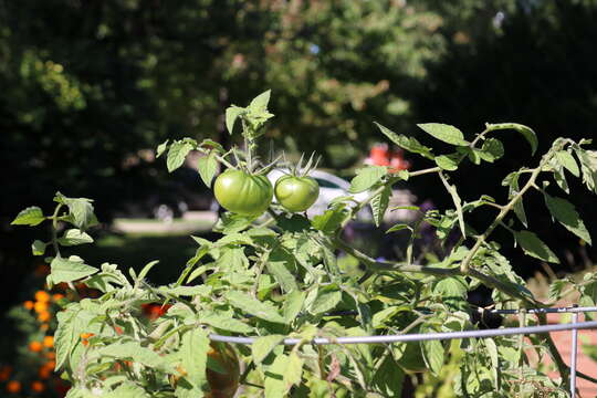 Image of tomato