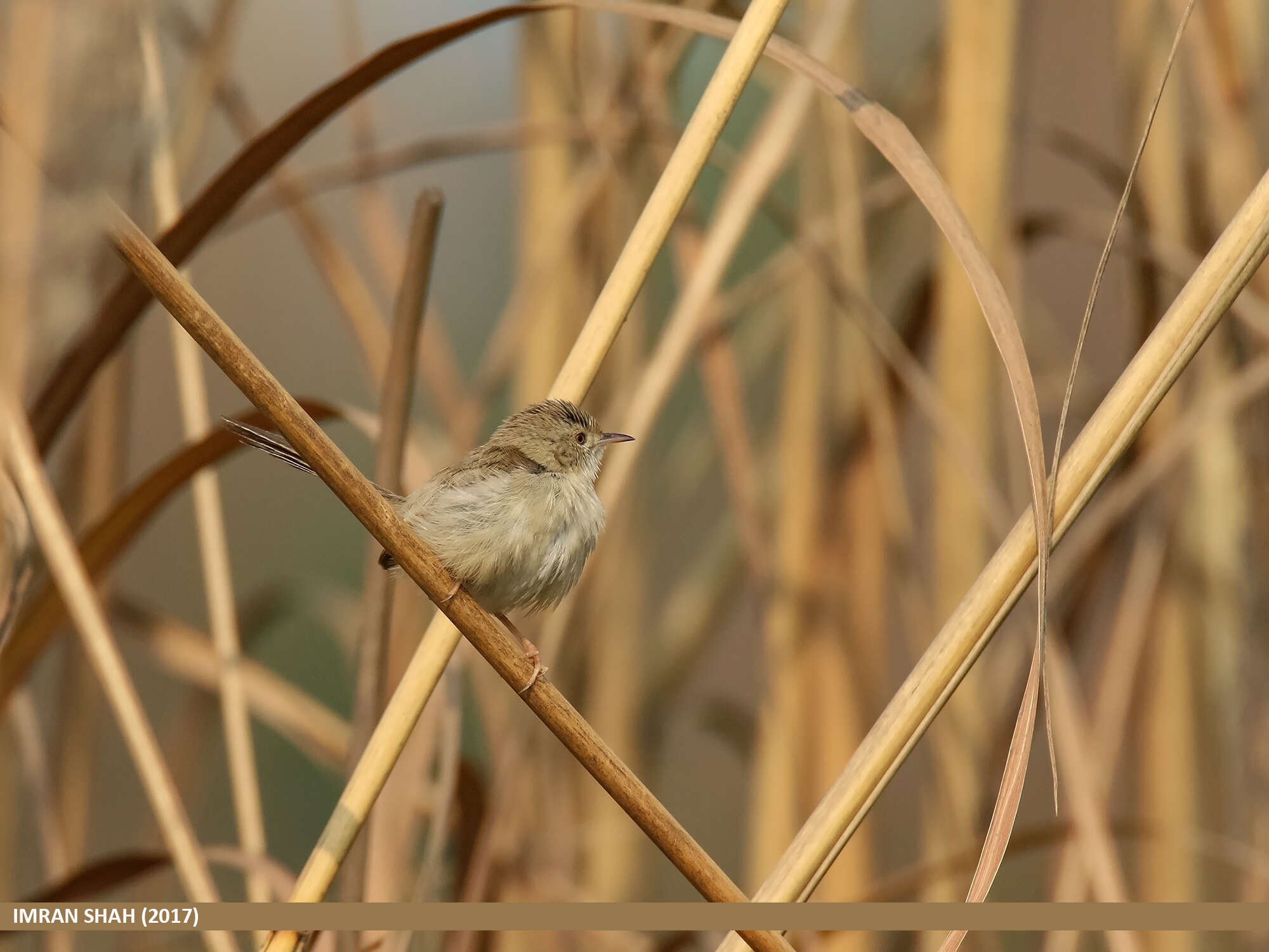 Image of Graceful Prinia