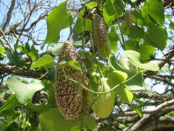 صورة Aristolochia elegans Mast.