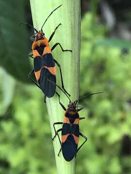 Image of Oncopeltus (Erythrischius) zonatus (Erichson 1848)