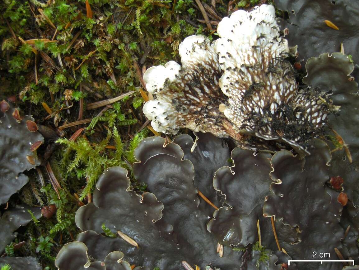 Image of Flat-fruited pelt;   Horizontal felt lichen