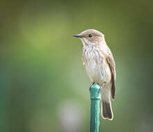 Image of Spotted Flycatcher