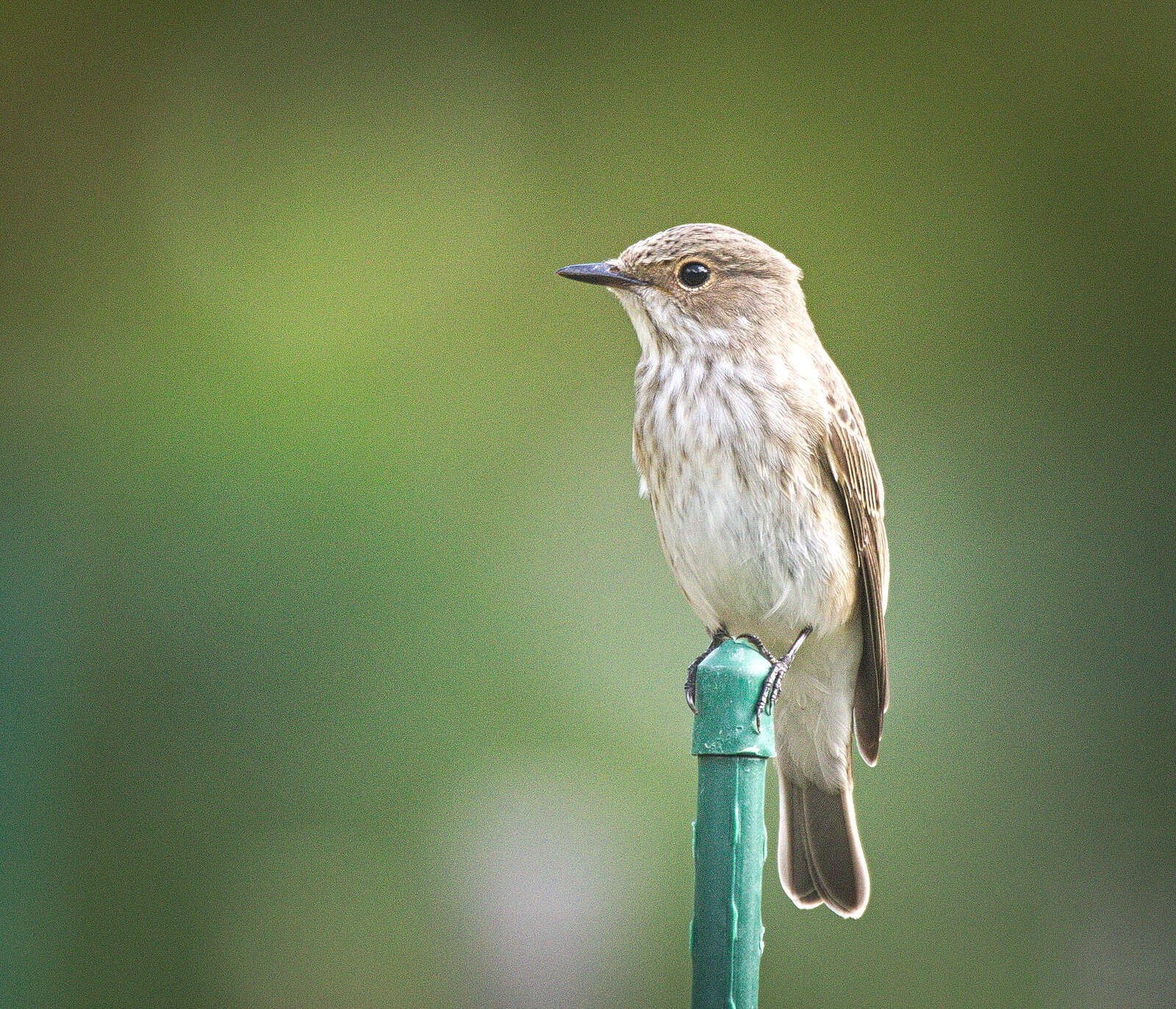 Image of Spotted Flycatcher