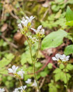 Plancia ëd Saxifraga granulata L.