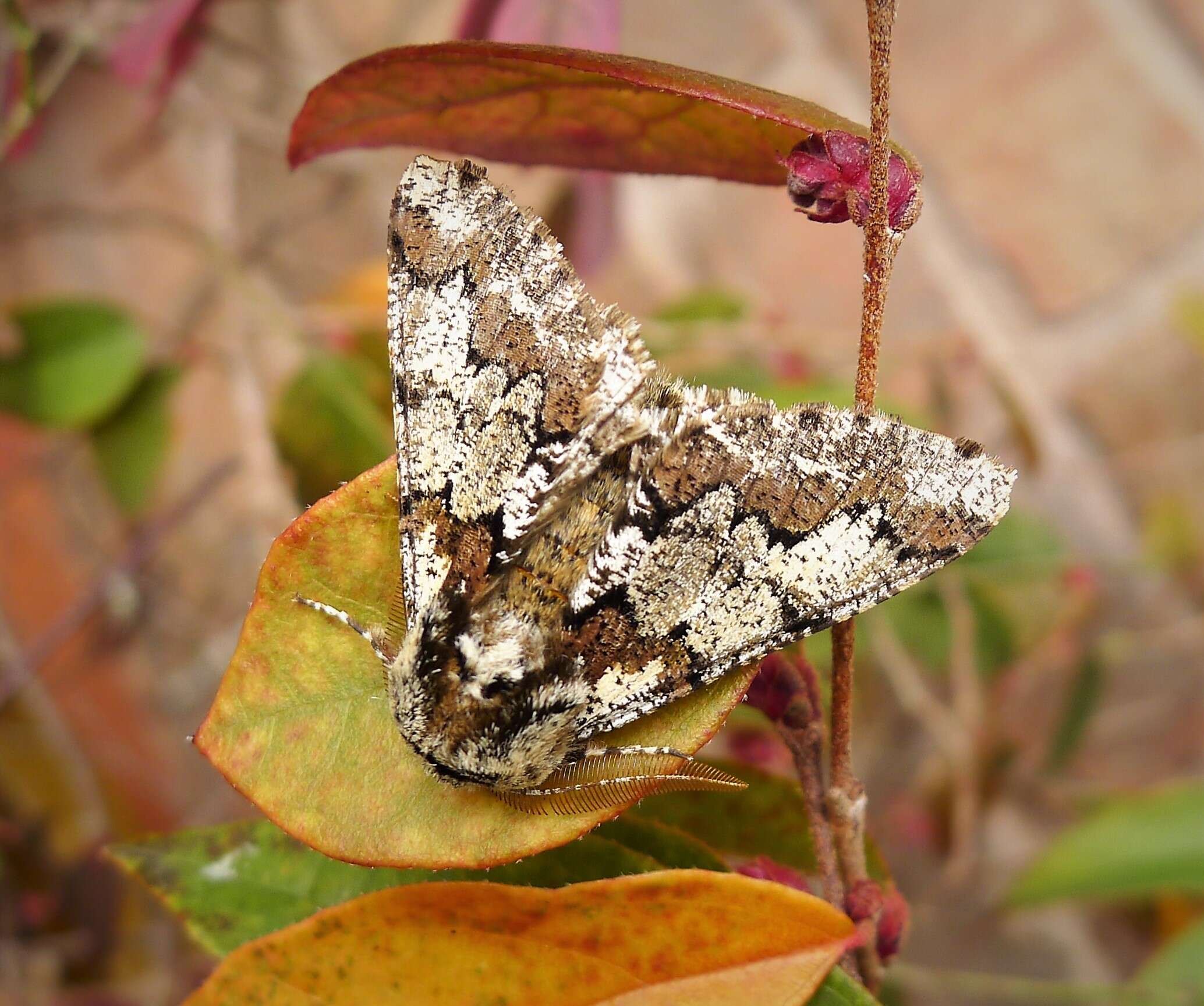 Image of oak beauty