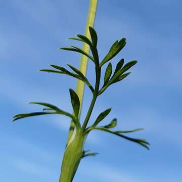 Orlaya grandiflora (L.) Hoffm. resmi