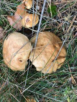 Image of Suillus bovinus (L.) Roussel 1796