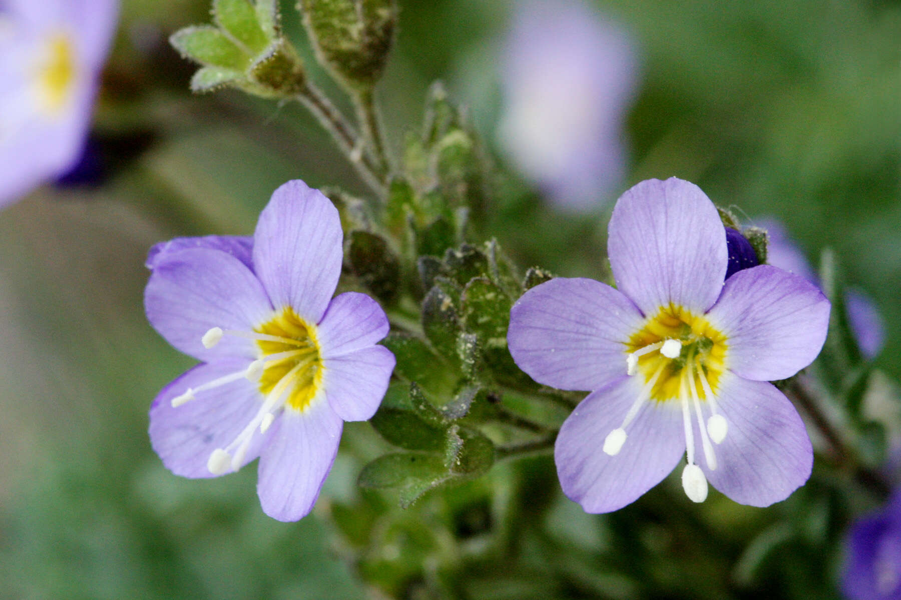 Image de Polemonium californicum Eastw.