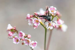 Image of Fireweed Clearwing Moth