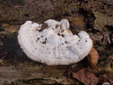 Image of Trametes gibbosa (Pers.) Fr. 1838