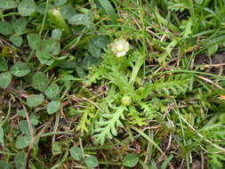 Image de Cotula alpina (Hook. fil.) Hook. fil.