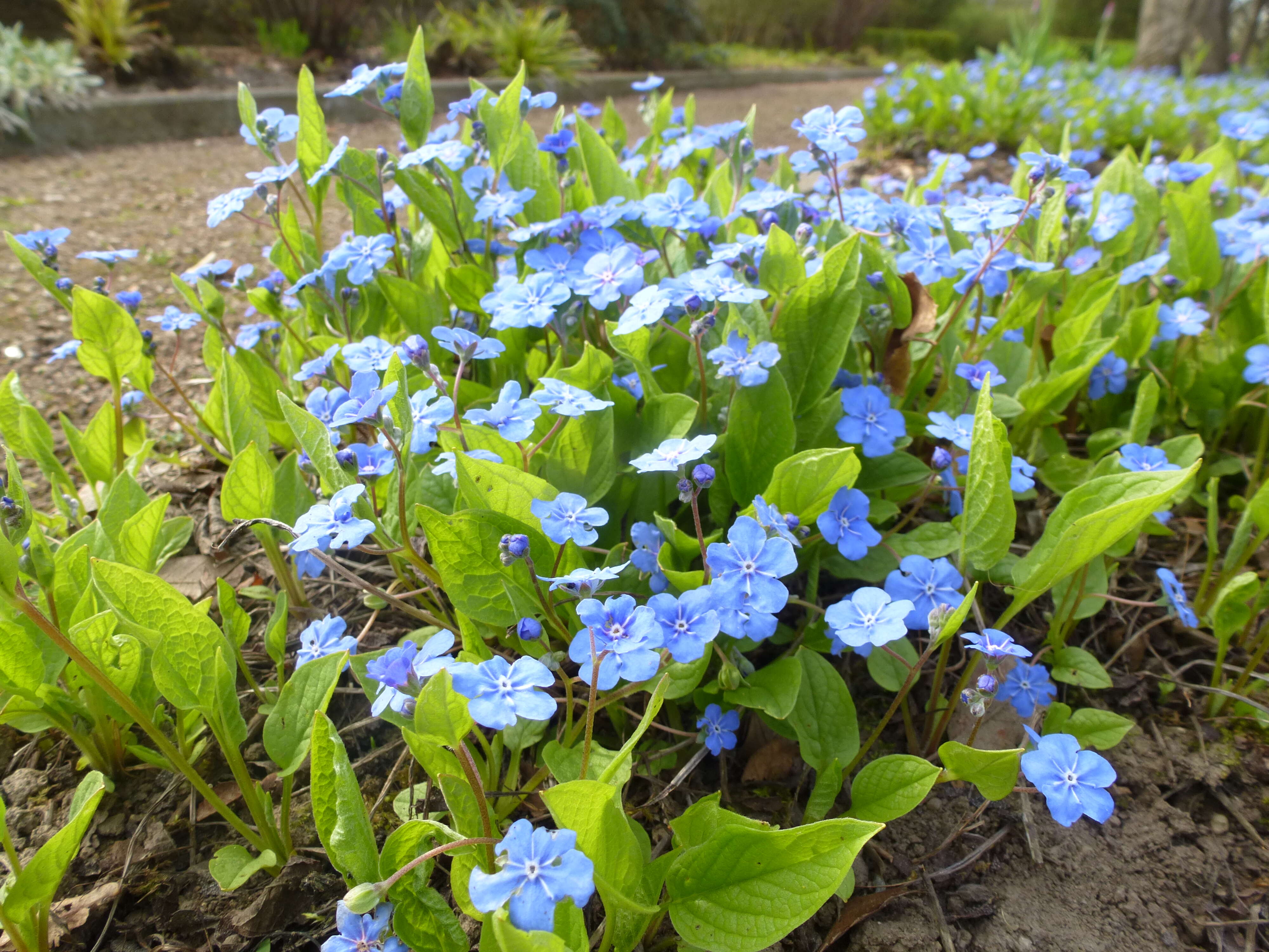 Image of blue-eyed-Mary