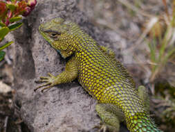 Image of Green Spiny Lizard