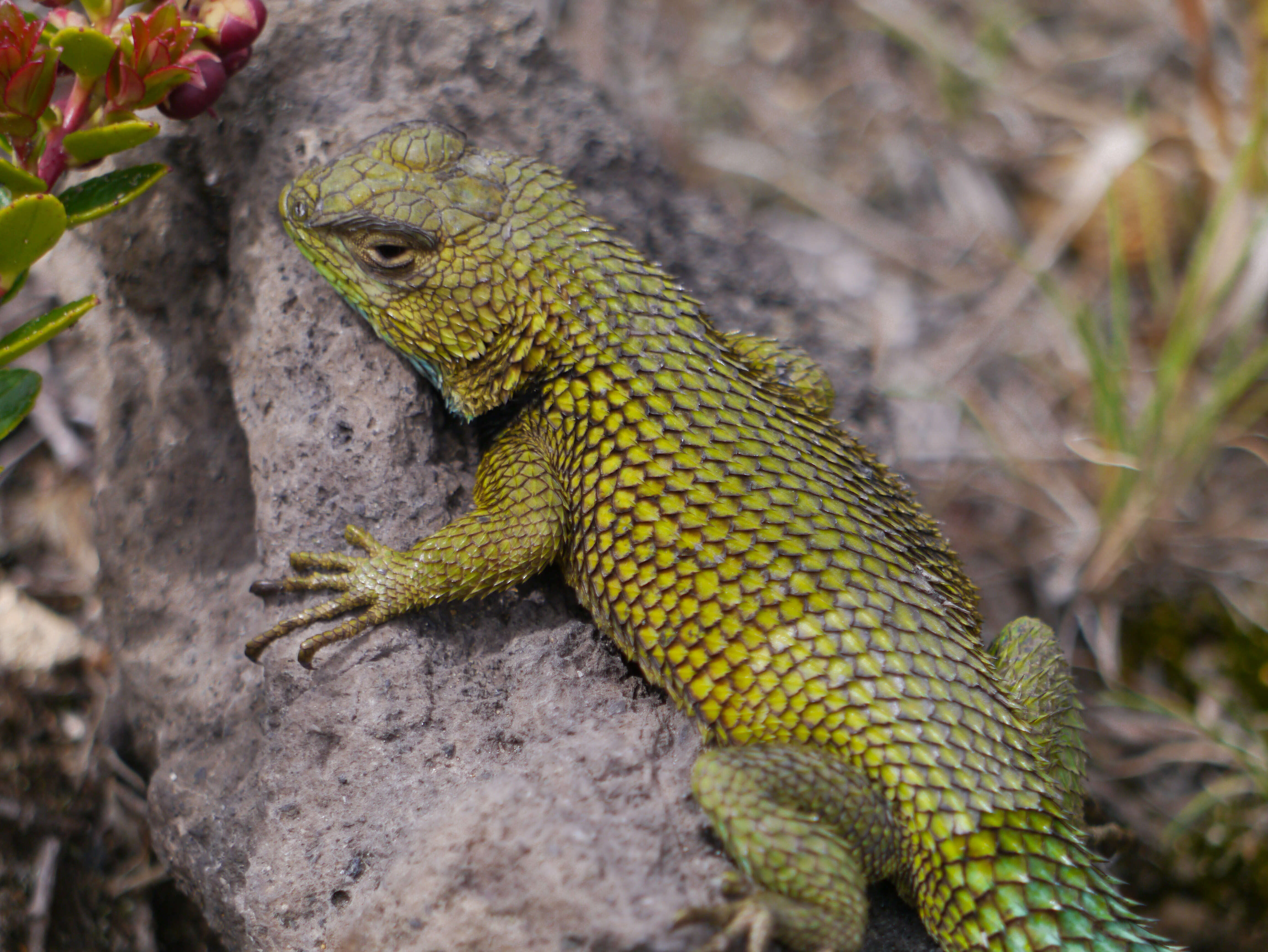 Image of Green Spiny Lizard