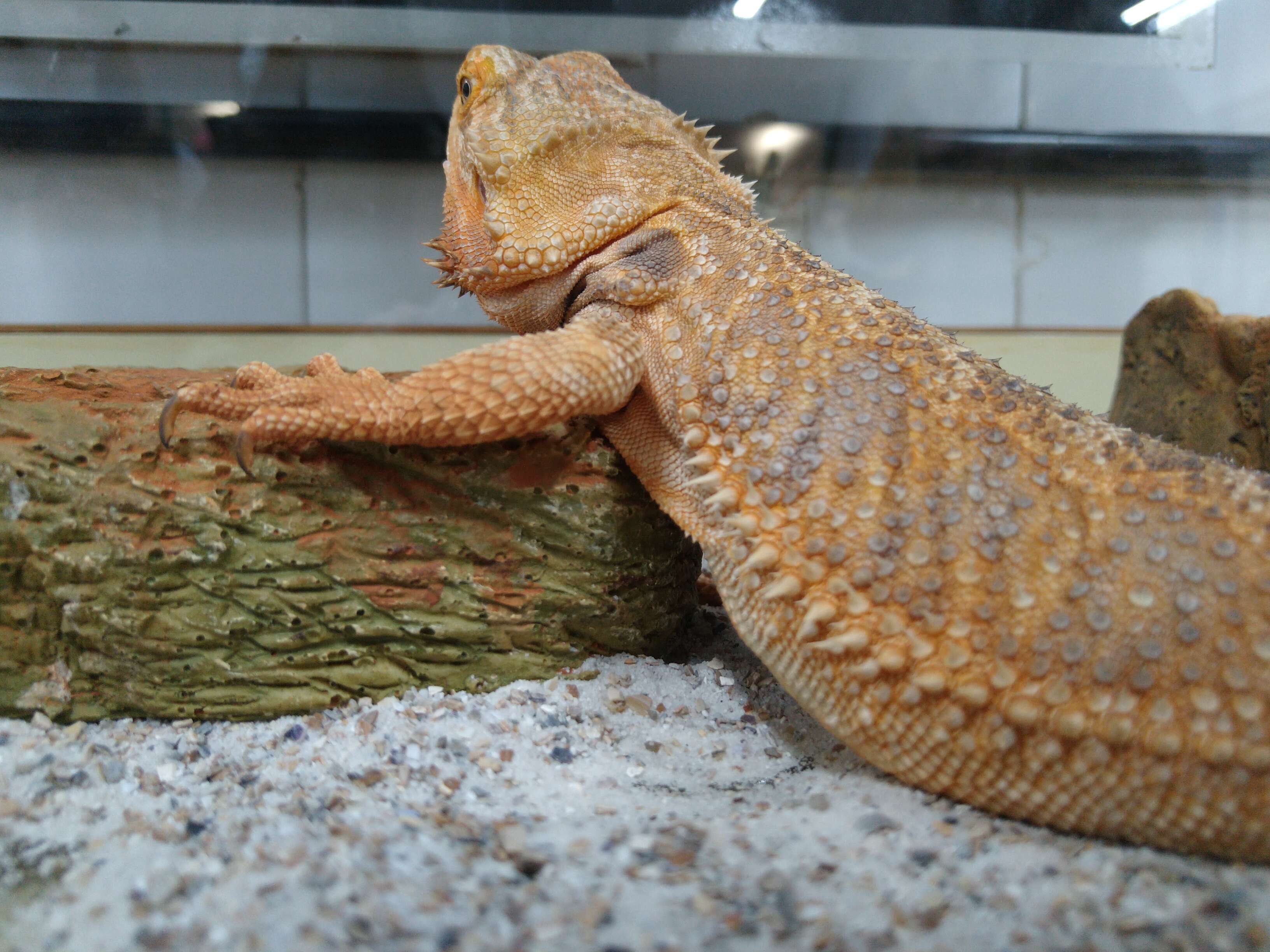 Image of Central bearded dragon