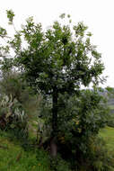 Image of Narrow-leafed Ash