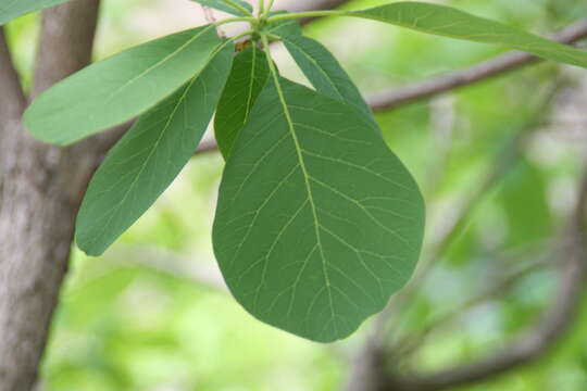 Imagem de Cotinus obovatus Raf.