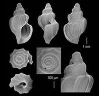 Plancia ëd Pleurotomella anomalapex Powell 1951