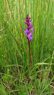 Image of Narrow-leaved marsh-orchid