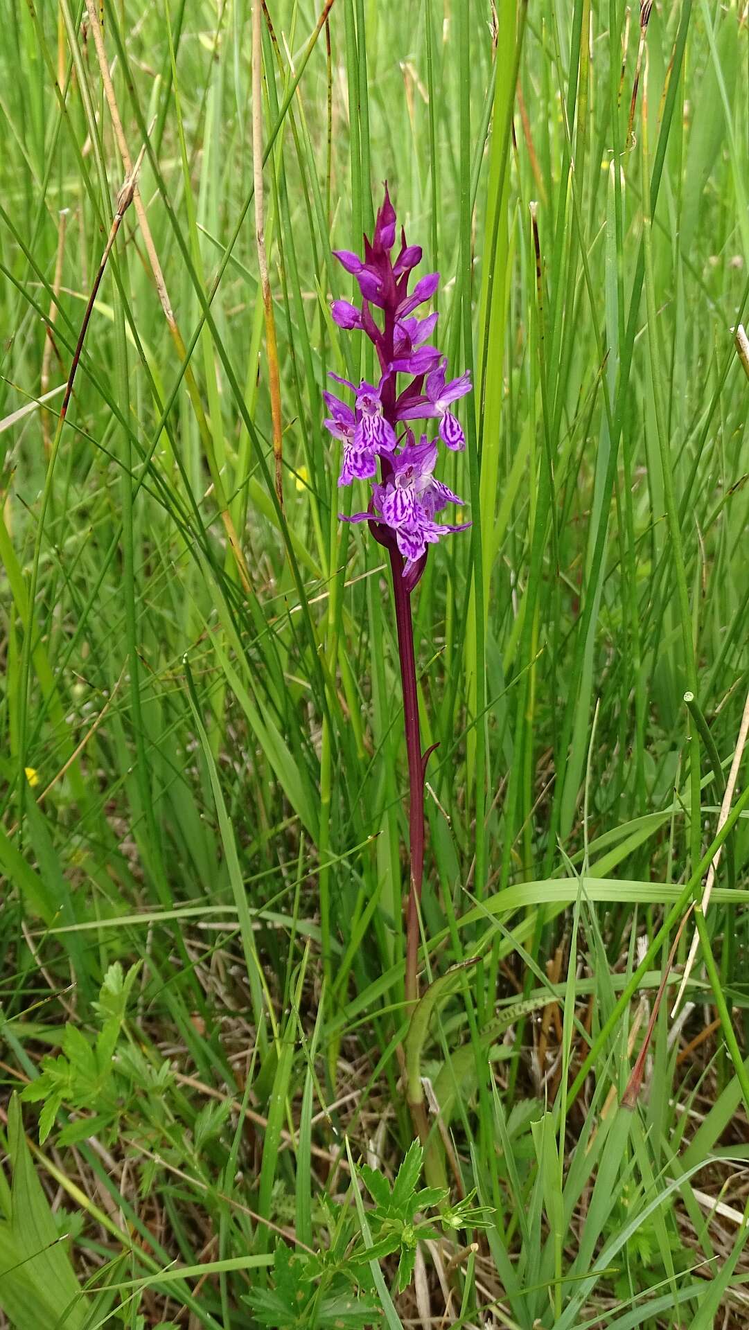 Image of Narrow-leaved marsh-orchid