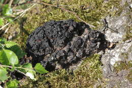 Image of Chaga