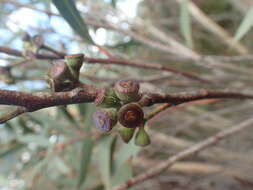 Image of Eucalyptus approximans subsp. codonocarpa (Blakely & Mc Kie) L. A. S. Johnson & Blaxell