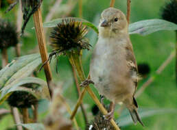 Image of American Goldfinch