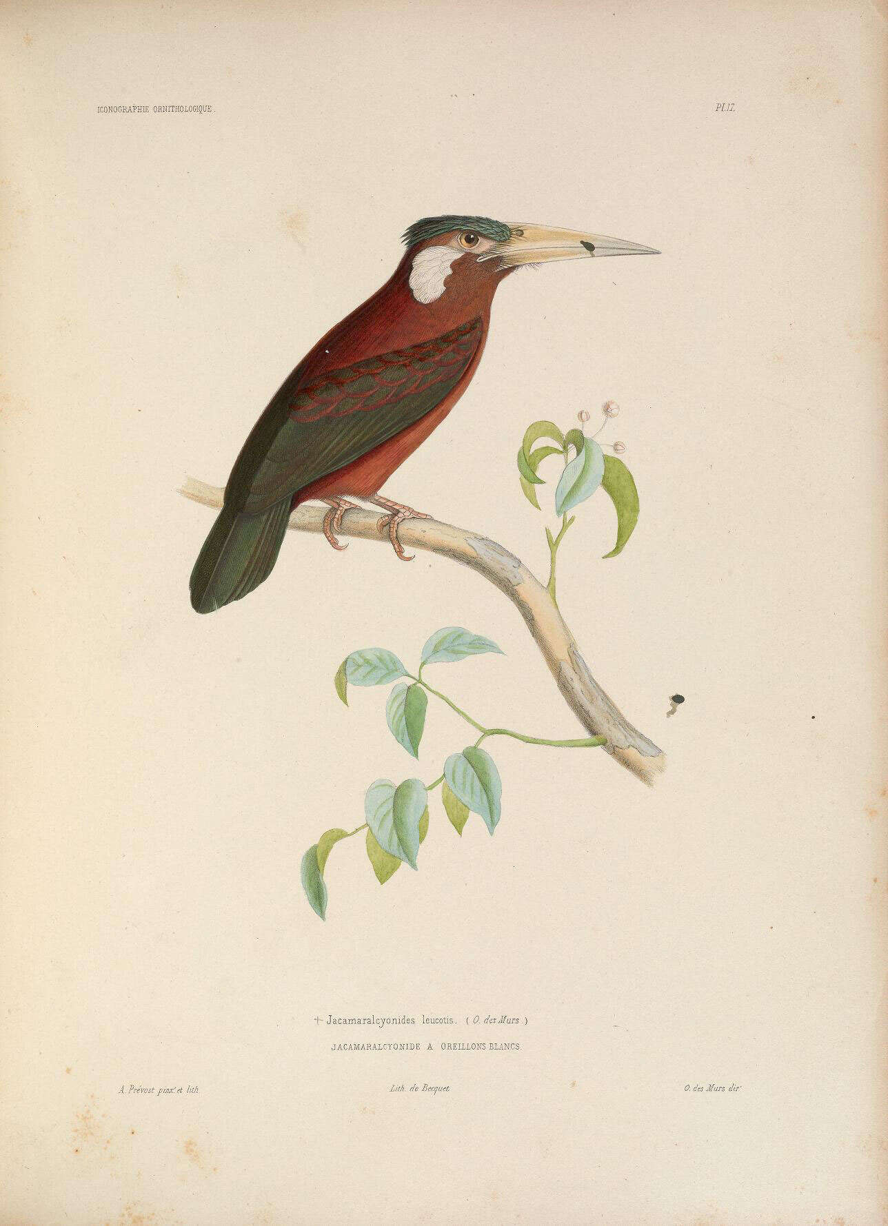 Image of White-eared Jacamar