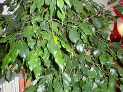 Imagem de Ficus benjamina L.