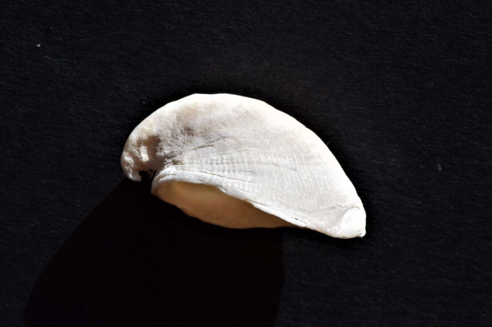 Image of Hungarian cap shell