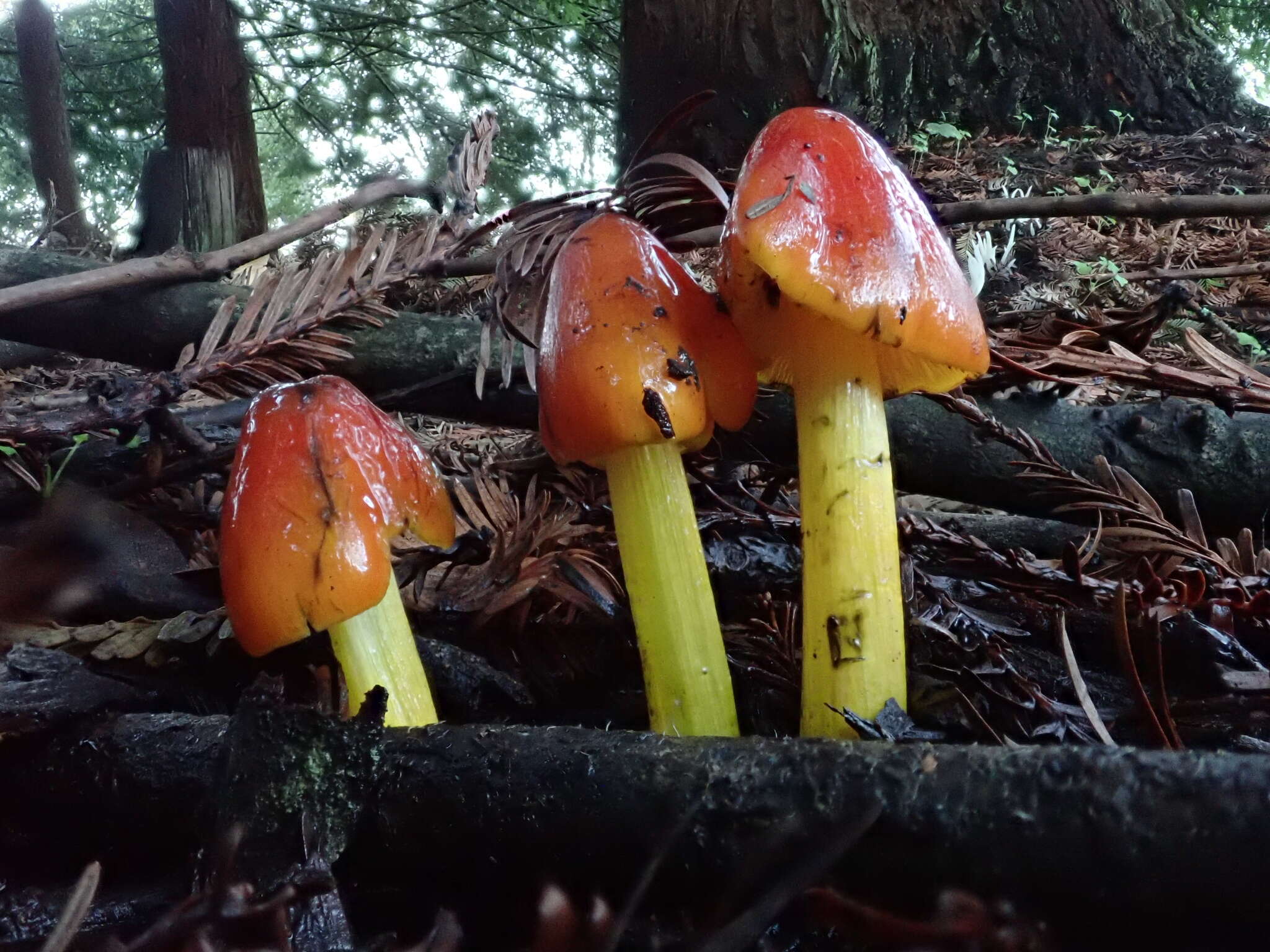 Image of Hygrocybe conica (Schaeff.) P. Kumm. 1871