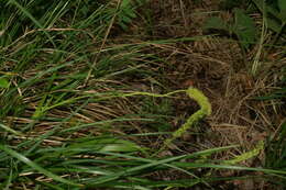 Plancia ëd Tofieldia calyculata (L.) Wahlenb.