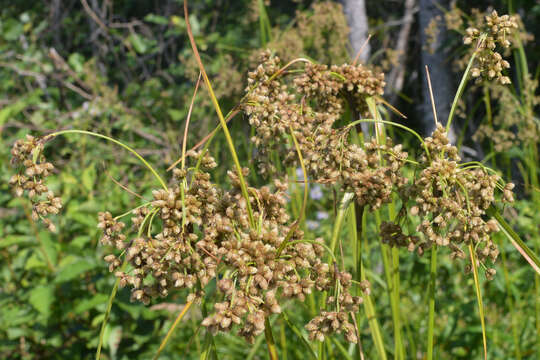 Imagem de Scirpus cyperinus (L.) Kunth