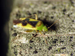 Image of Ornate Plant Bug